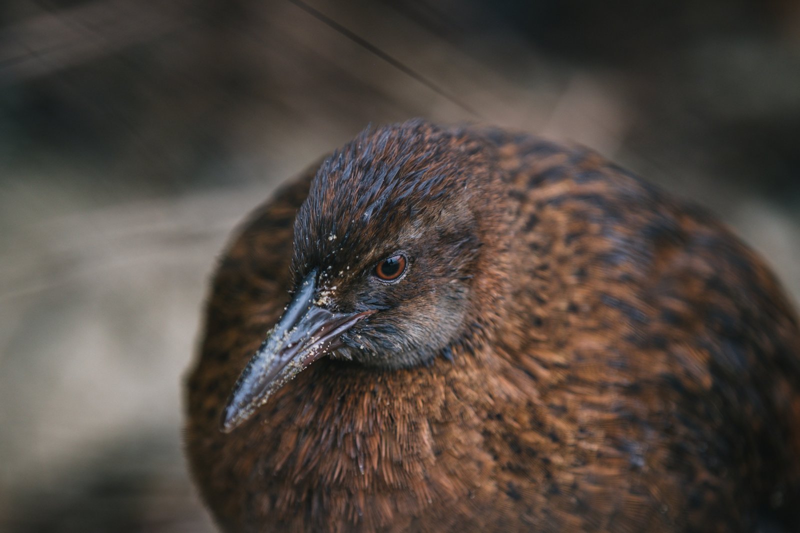 In defense of the bold and fearless weka: New Zealand’s most unruly bird
